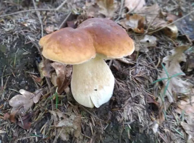 Lantgård Poziomka *